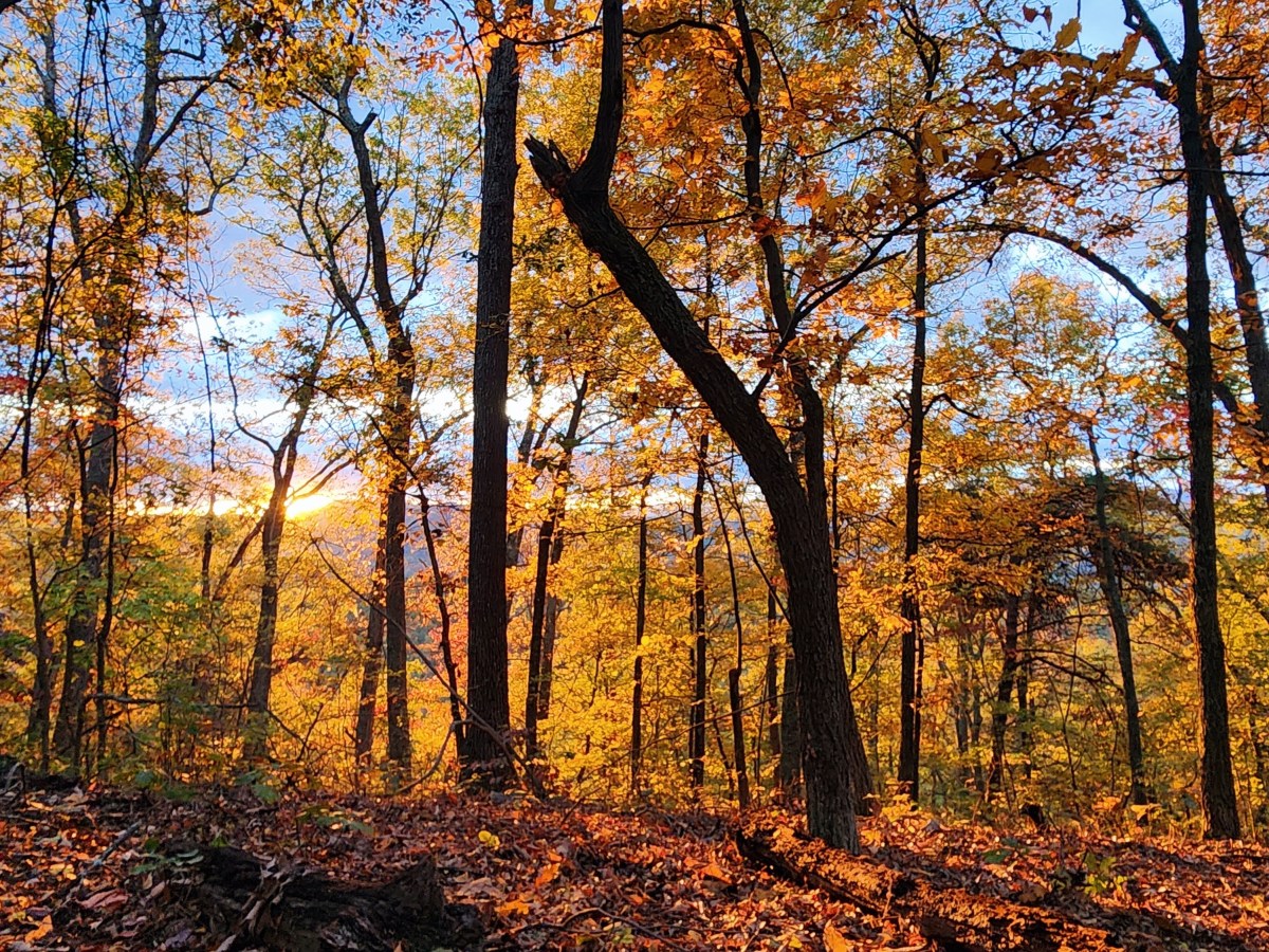 Signal Knob in the&nbsp;Fall