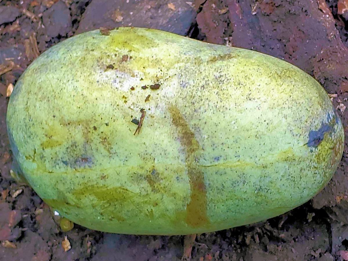 Pick up a&nbsp;Pawpaw
