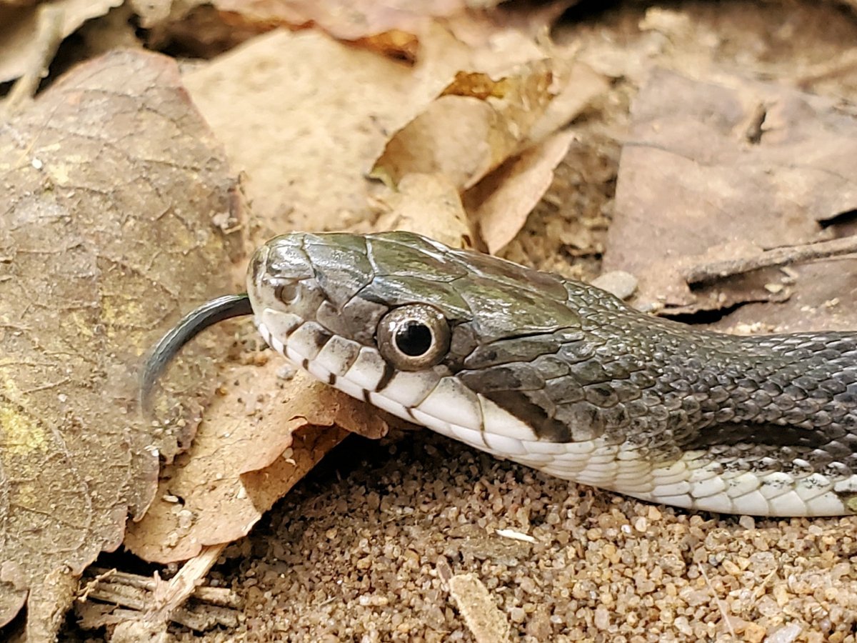 Are there snakes&nbsp;here?